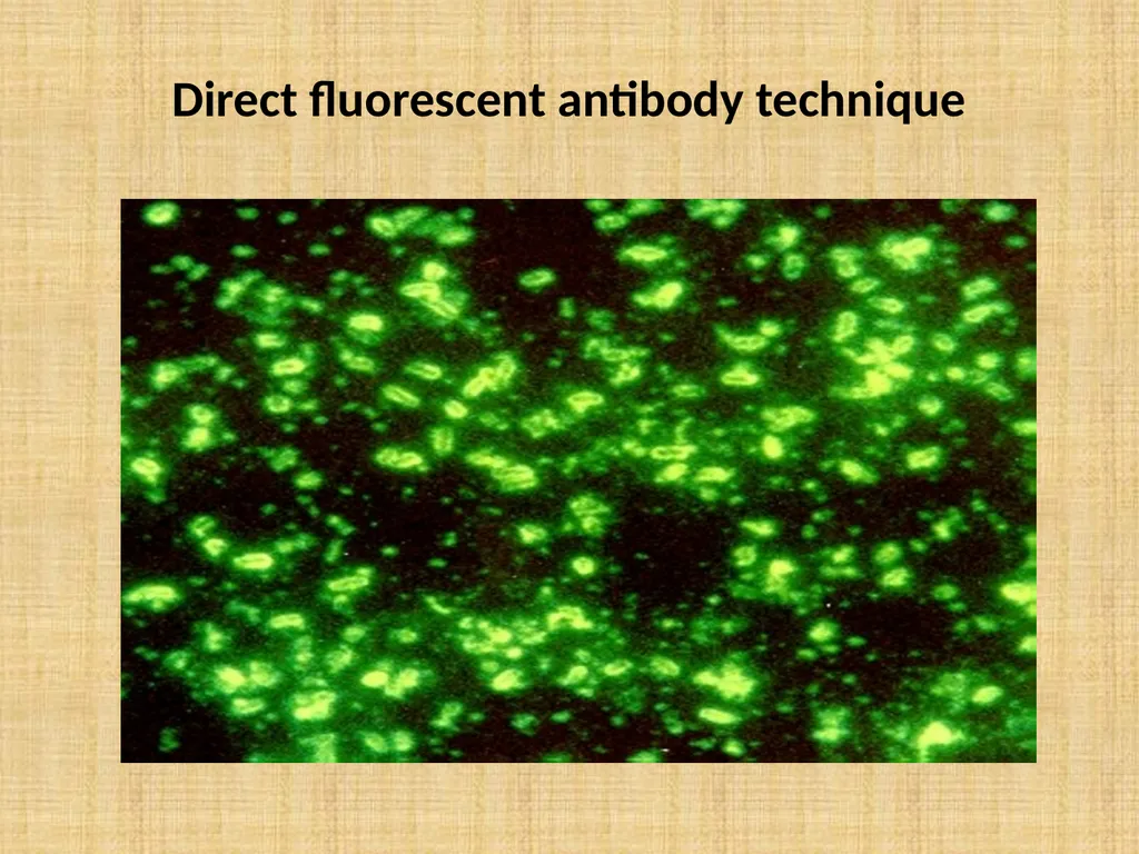 Brucella Brucellosis was first described by - slide 14 of 17