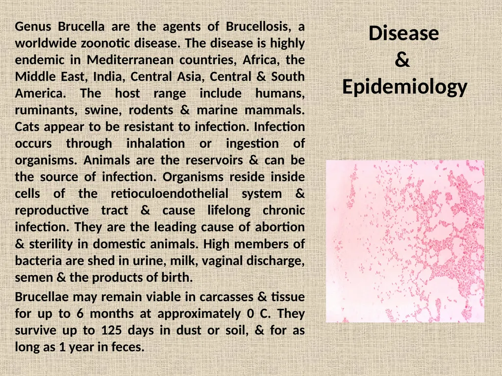 Brucella Brucellosis was first described by - slide 4 of 17