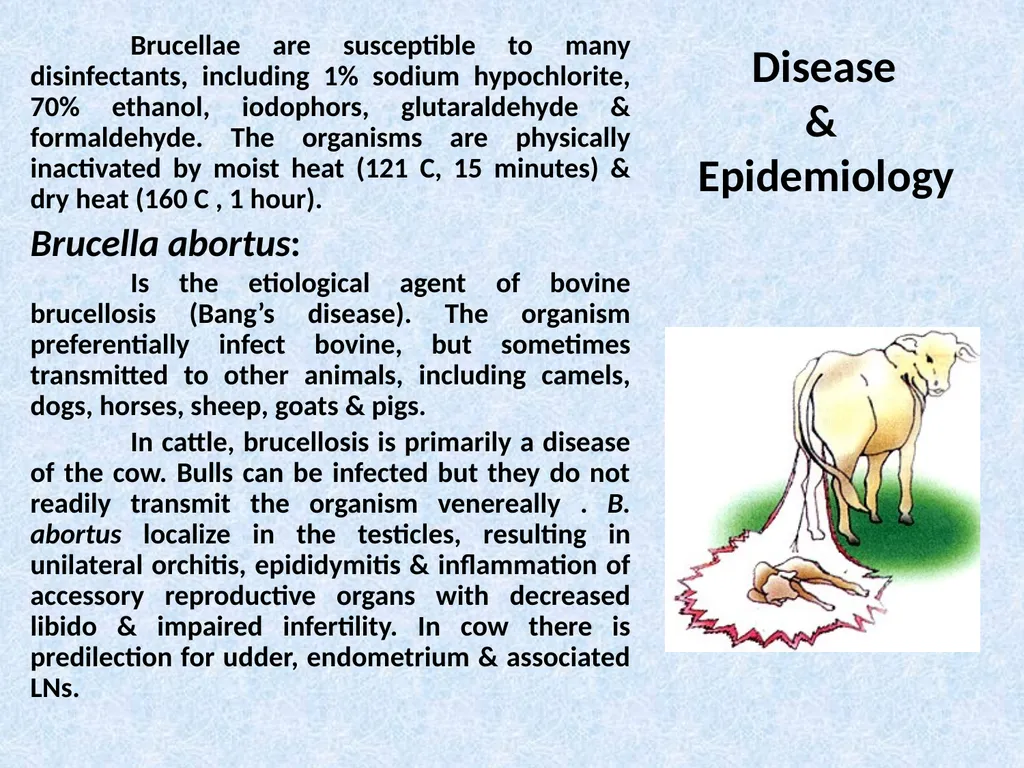 Brucella Brucellosis was first described by - slide 5 of 17