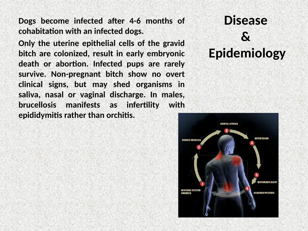 Brucella Brucellosis was first described by - slide 9 of 17