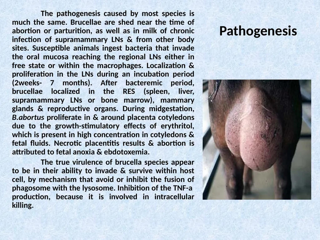 Brucella Brucellosis was first described by - slide 12 of 17