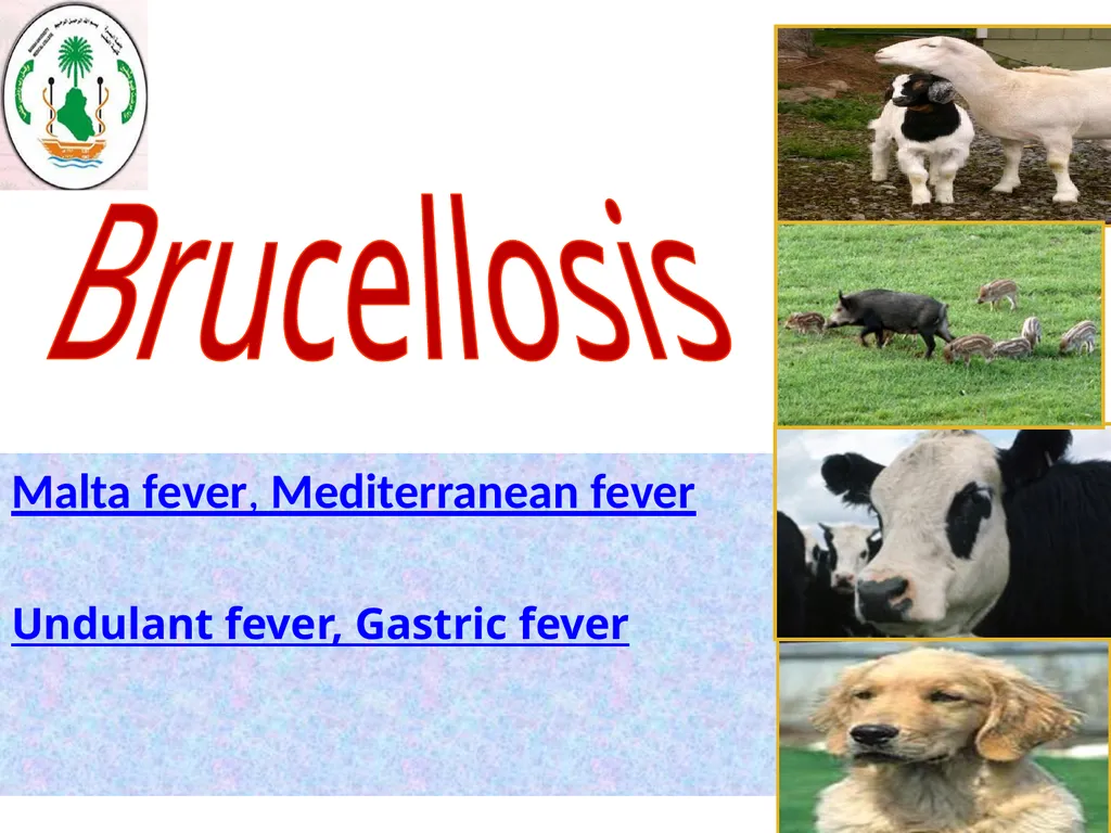 Learning objectives of Brucellosis lectures : - slide 2 of 21