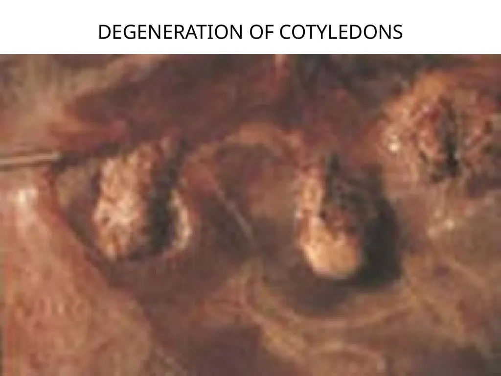 Brucellosis in Cattle and Buffaloes in and around - slide 14 of 17