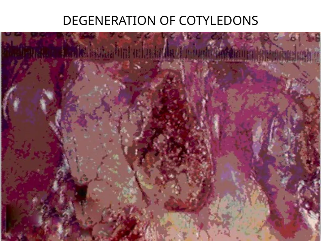 Brucellosis in Cattle and Buffaloes in and around - slide 15 of 17