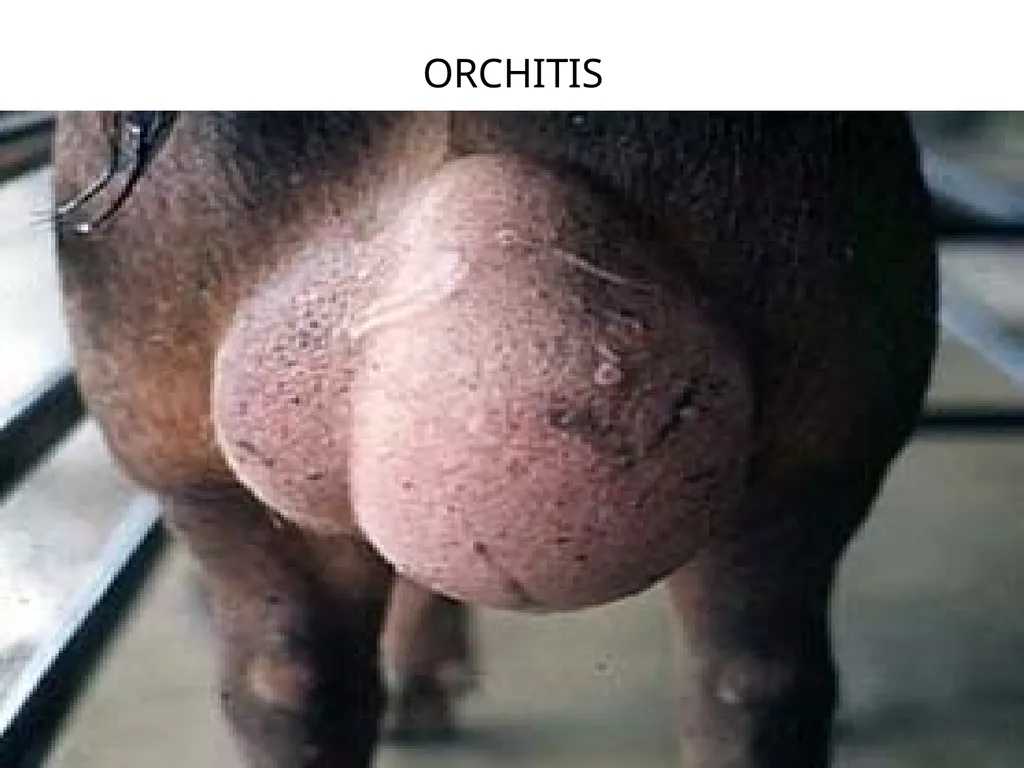 Brucellosis in Cattle and Buffaloes in and around - slide 12 of 17