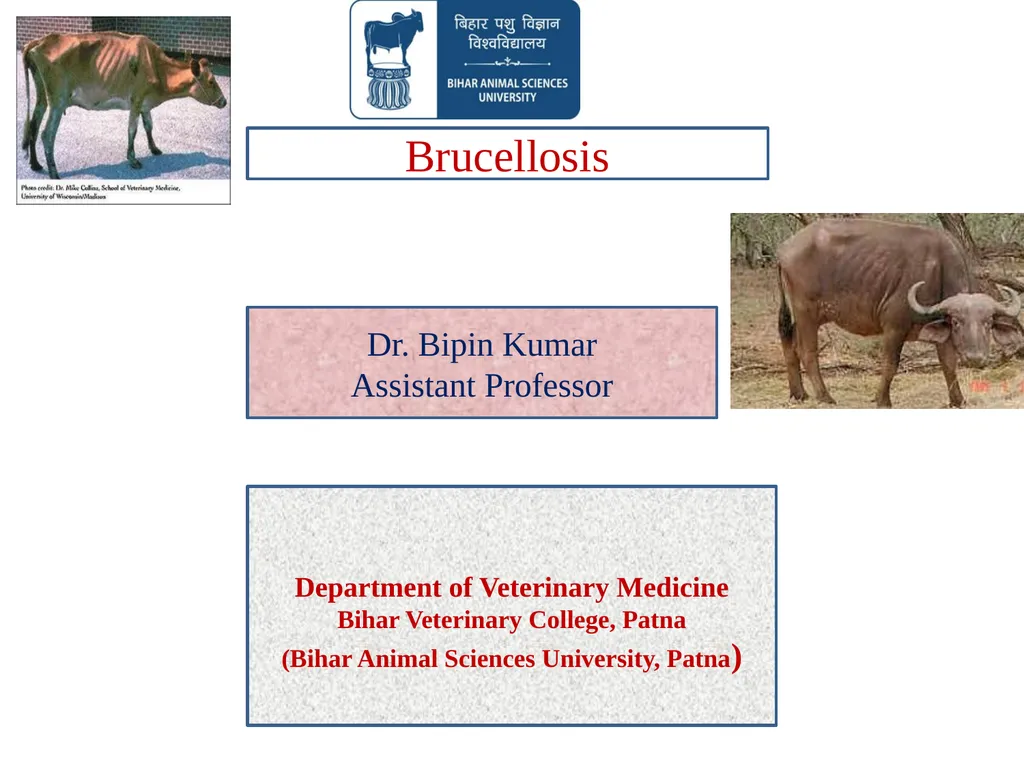 Brucellosis Dr. Bipin Kumar Assistant Professor - slide 1 of 13
