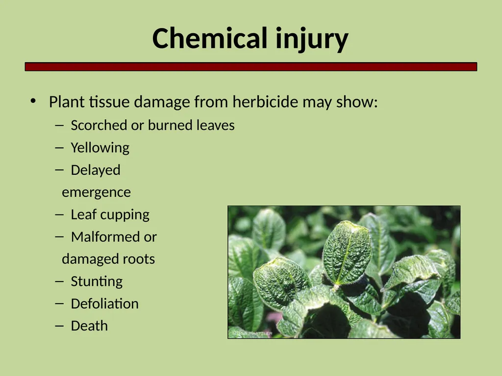 Introduction to Crop Injury Outline What is a - slide 11 of 14