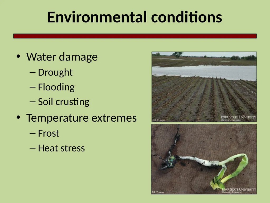 Introduction to Crop Injury Outline What is a - slide 7 of 14