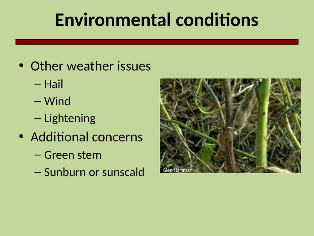 Introduction to Crop Injury Outline What is a - slide 8 of 14