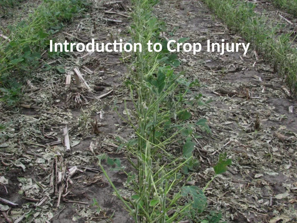 Introduction to Crop Injury Outline What is a - slide 1 of 14