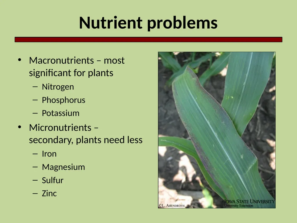 Introduction to Crop Injury Outline What is a - slide 9 of 14
