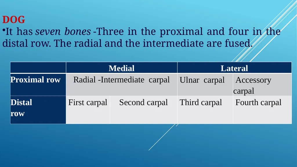 Van-601 unit-ii Comparative studies on carpal - slide 12 of 14