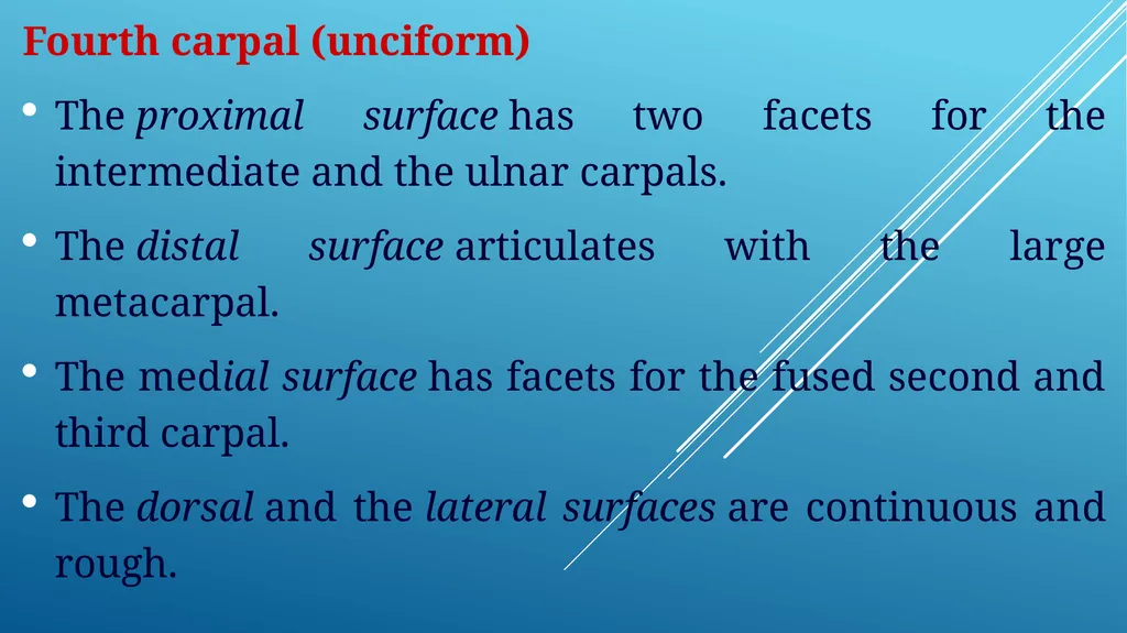 Van-601 unit-ii Comparative studies on carpal - slide 8 of 14