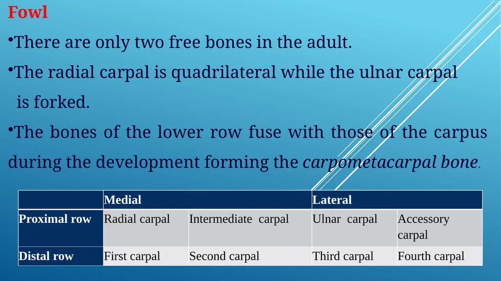 Van-601 unit-ii Comparative studies on carpal - slide 13 of 14