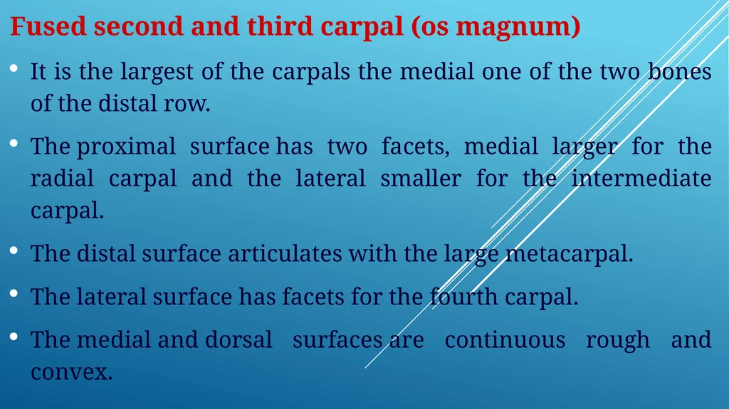 Van-601 unit-ii Comparative studies on carpal - slide 7 of 14