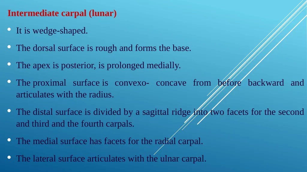 Van-601 unit-ii Comparative studies on carpal - slide 4 of 14