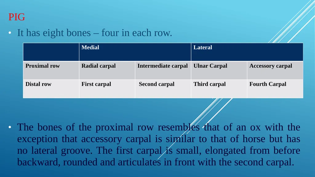 Van-601 unit-ii Comparative studies on carpal - slide 11 of 14