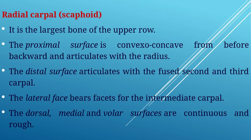 Van-601 unit-ii Comparative studies on carpal - slide 3 of 14
