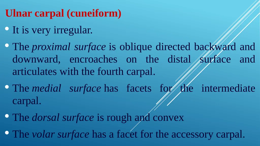 Van-601 unit-ii Comparative studies on carpal - slide 5 of 14