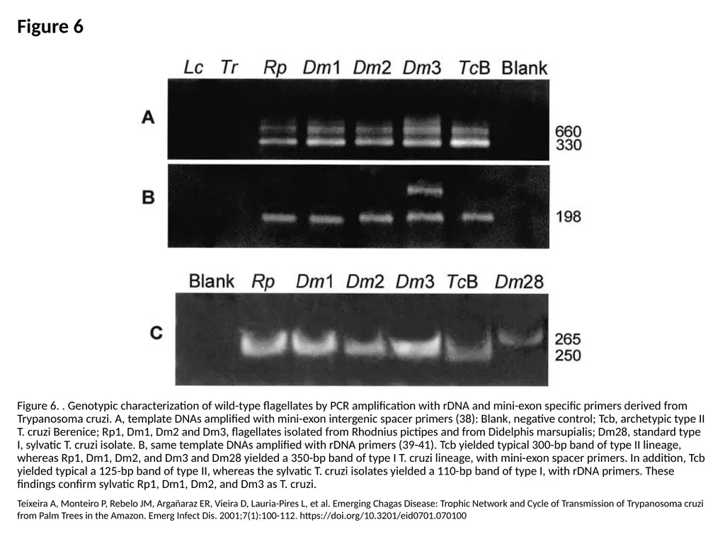 Figure 6 Figure 6. . Genotypic characterization of