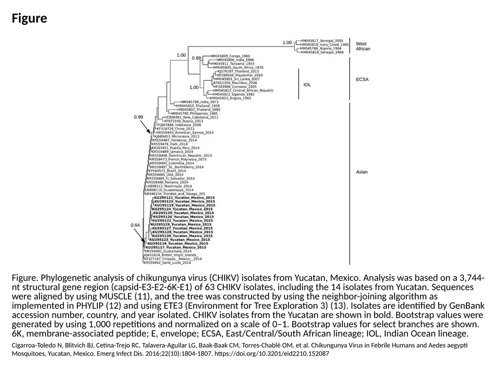 Figure Figure. Phylogenetic analysis of
