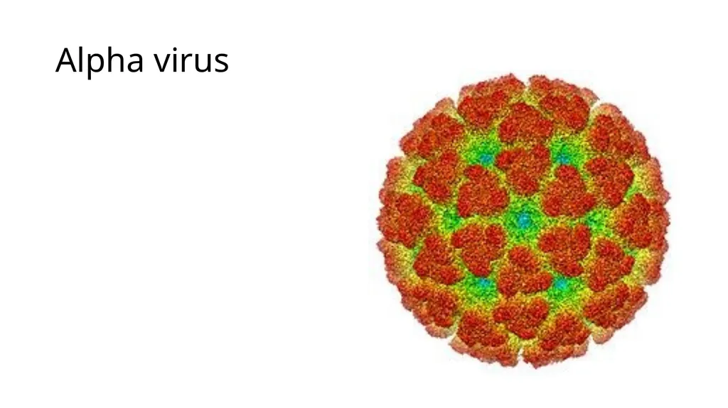 Chikungunya aedes mosquito Alpha virus Rash on - slide 2 of 8