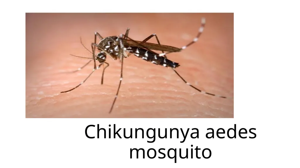 Chikungunya aedes mosquito Alpha virus Rash on - slide 1 of 8