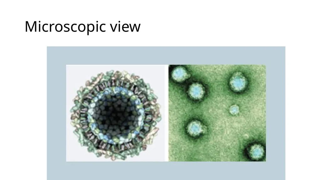 Chikungunya aedes mosquito Alpha virus Rash on - slide 6 of 8