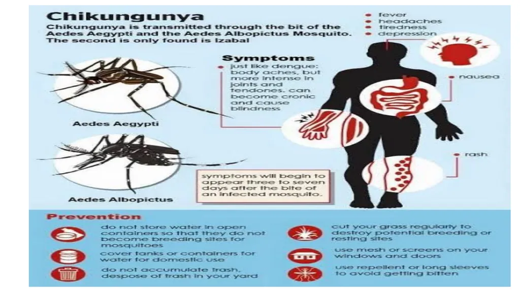 Chikungunya aedes mosquito Alpha virus Rash on - slide 7 of 8