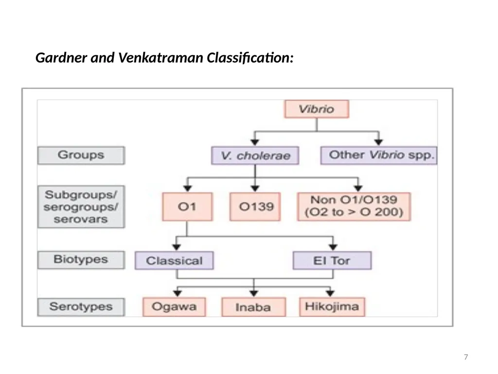 Cholera, Halophilic Vibrio and Aeromonas - slide 7 of 61