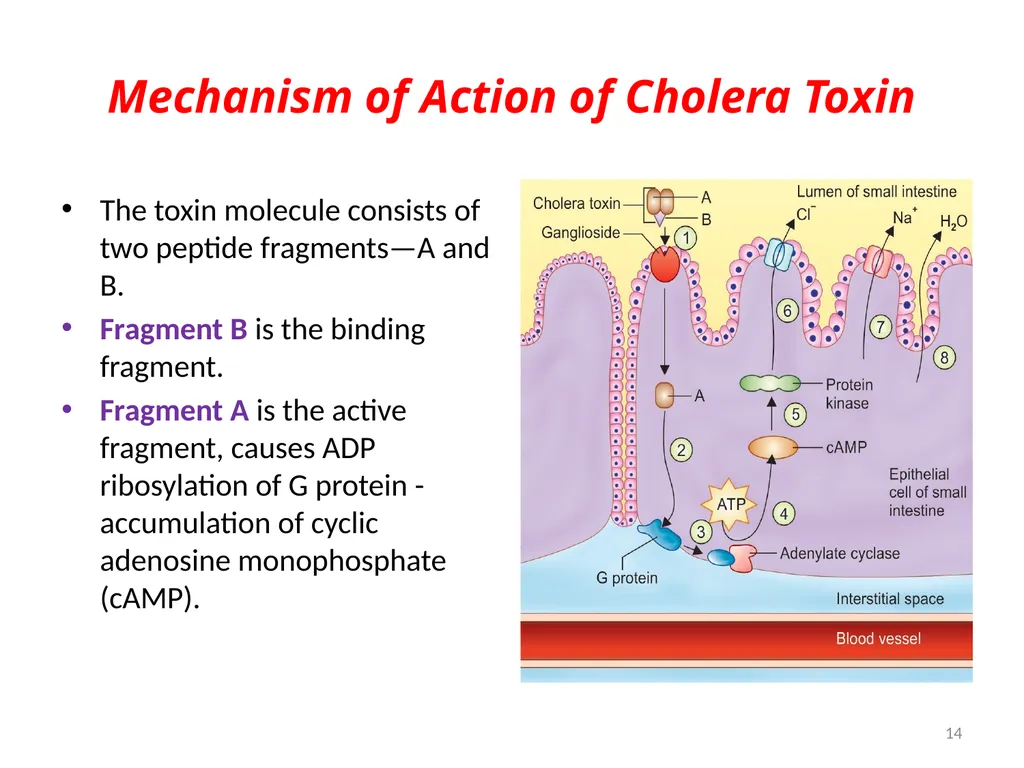 Cholera, Halophilic Vibrio and Aeromonas - slide 14 of 61