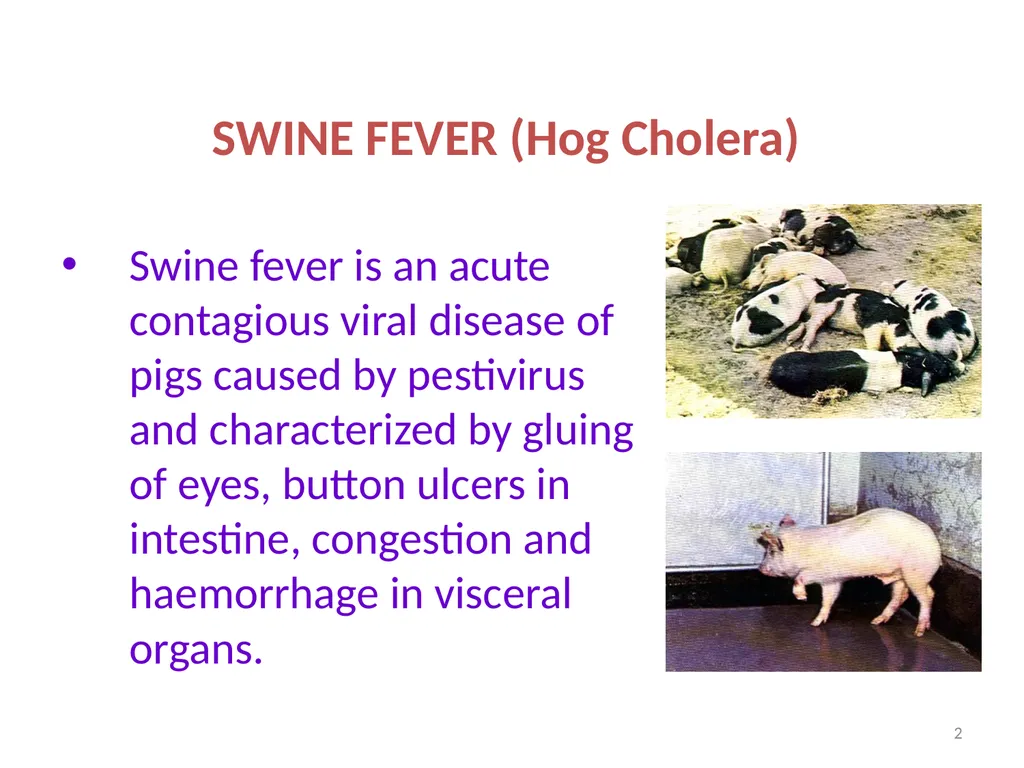 SWINE FEVER (Hog Cholera) Synonym:- Hog cholera - slide 2 of 18