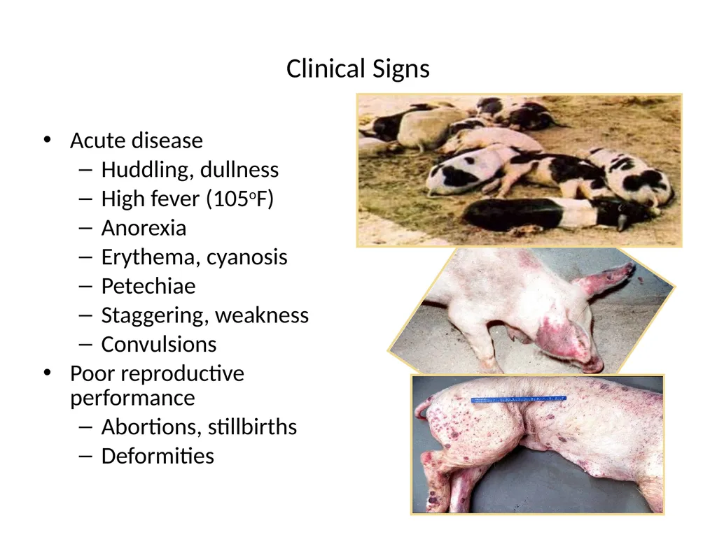 SWINE FEVER (Hog Cholera) Synonym:- Hog cholera - slide 12 of 18