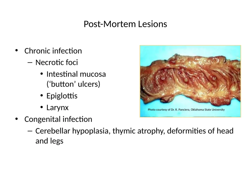 SWINE FEVER (Hog Cholera) Synonym:- Hog cholera - slide 14 of 18