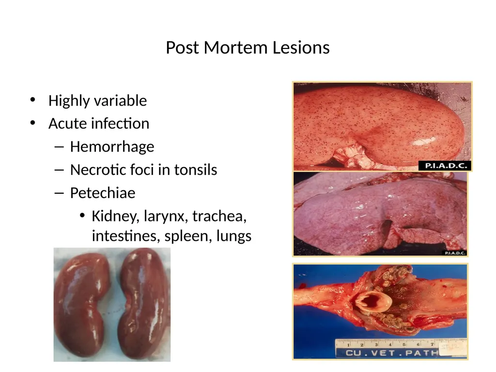 SWINE FEVER (Hog Cholera) Synonym:- Hog cholera - slide 13 of 18