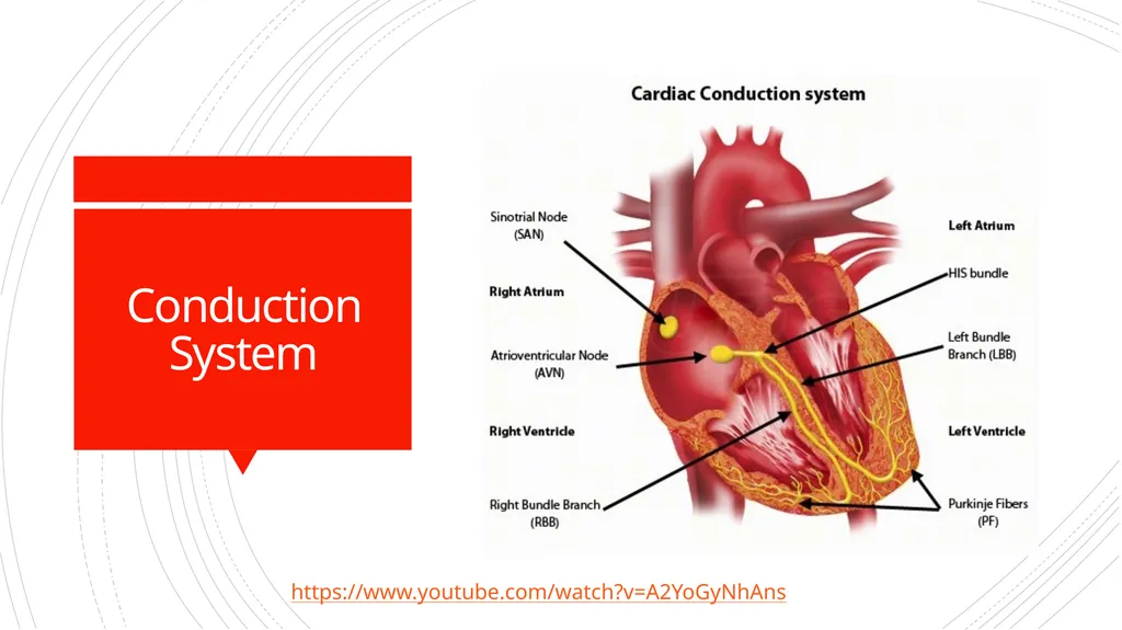 The heart’s physiology The cardiac cycle and - slide 2 of 4