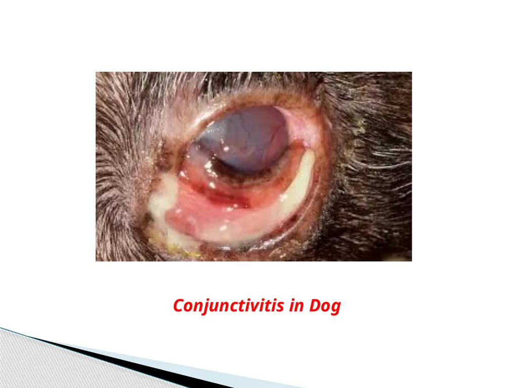 Department of Veterinary Medicine Bihar Veterinary - slide 11 of 18