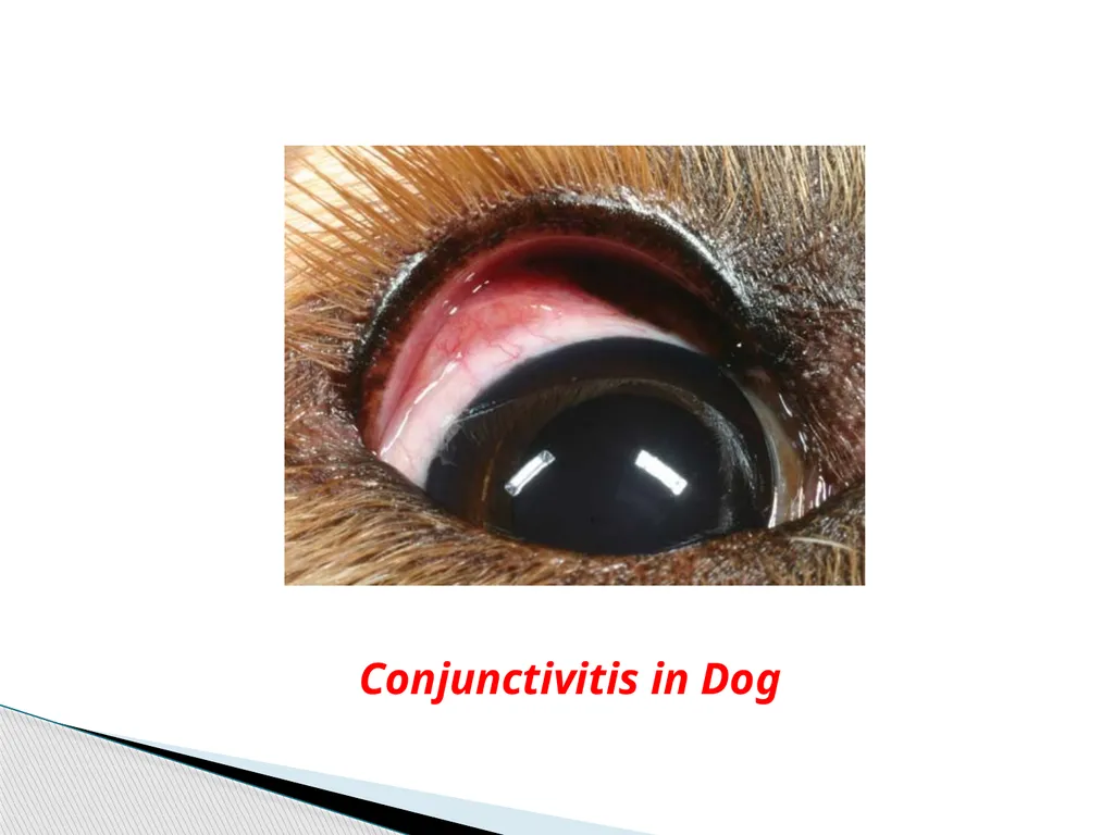 Department of Veterinary Medicine Bihar Veterinary - slide 5 of 18