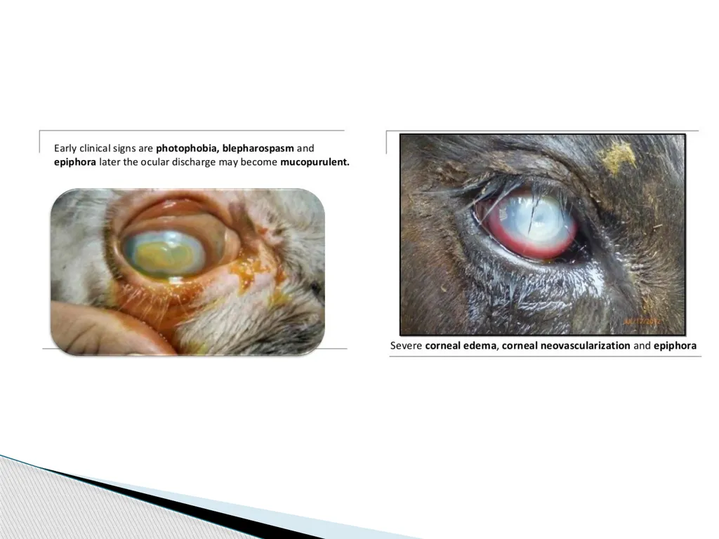 Department of Veterinary Medicine Bihar Veterinary - slide 10 of 18