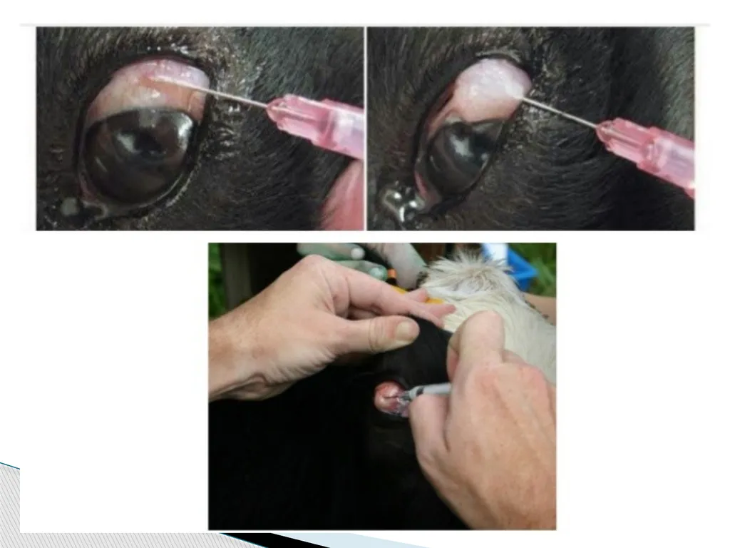 Department of Veterinary Medicine Bihar Veterinary - slide 16 of 18