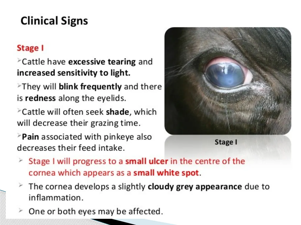 Department of Veterinary Medicine Bihar Veterinary - slide 6 of 18