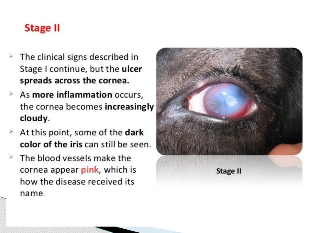 Department of Veterinary Medicine Bihar Veterinary - slide 7 of 18