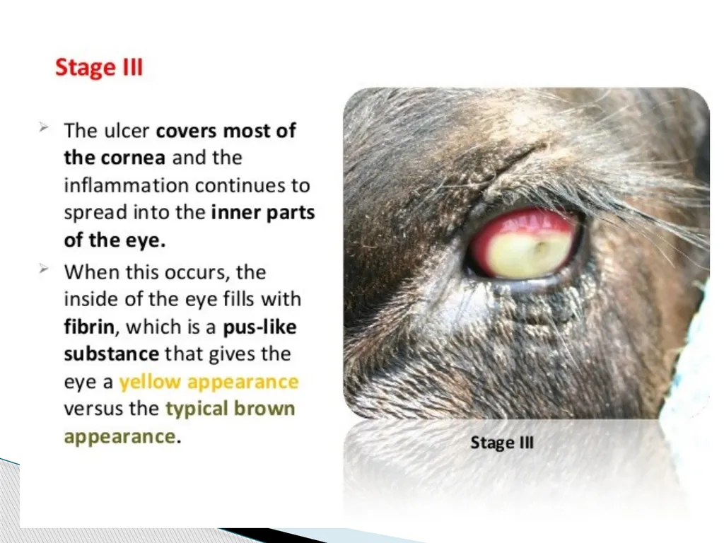 Department of Veterinary Medicine Bihar Veterinary - slide 8 of 18
