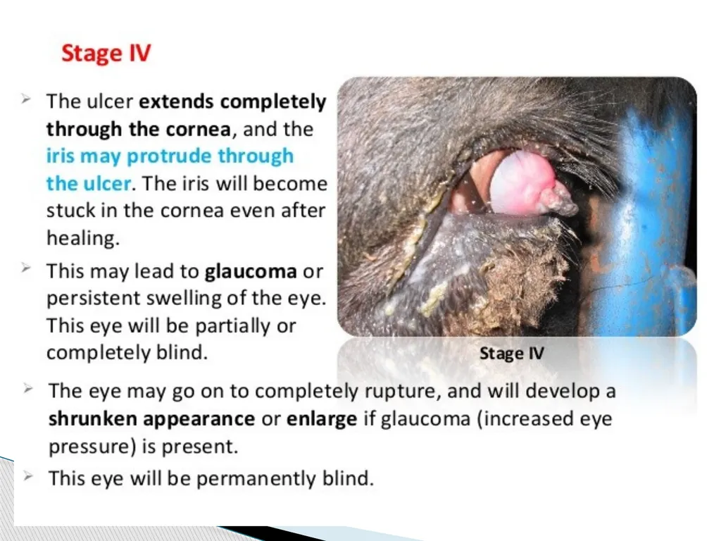 Department of Veterinary Medicine Bihar Veterinary - slide 9 of 18