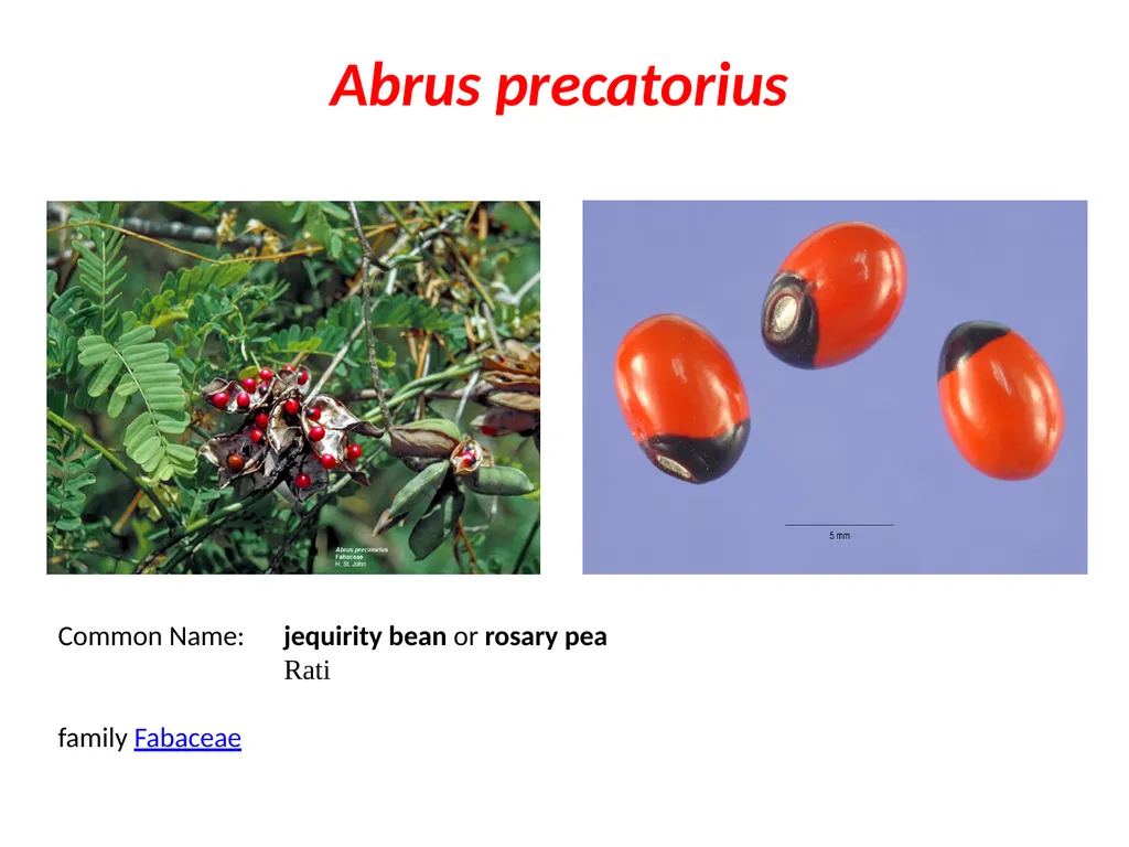 Abrus precatorius Common Name: jequirity bean or - slide 1 of 23