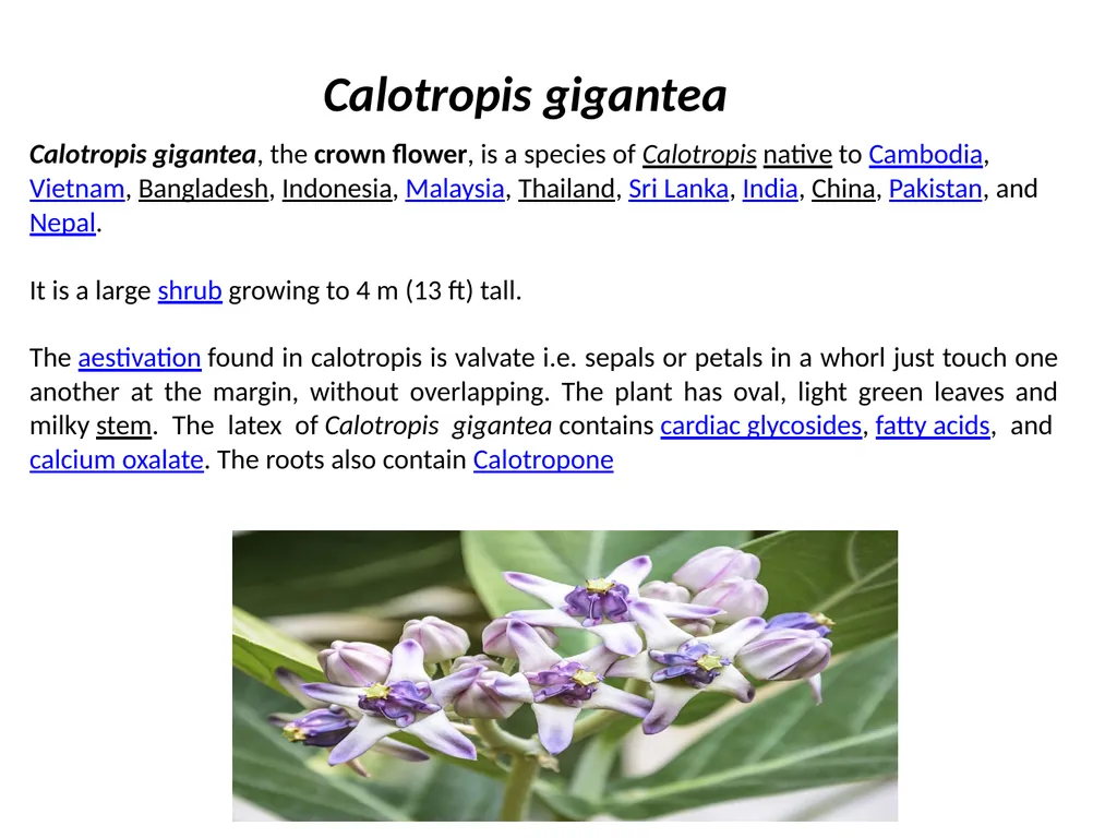 Abrus precatorius Common Name: jequirity bean or - slide 19 of 23