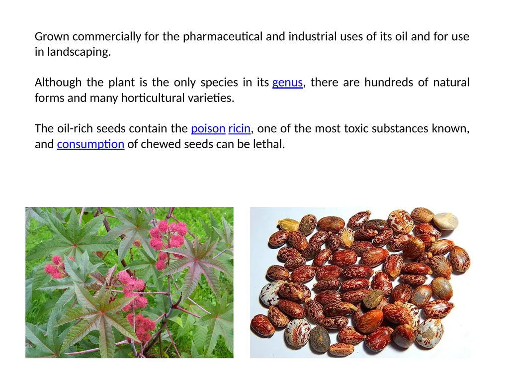 Abrus precatorius Common Name: jequirity bean or - slide 11 of 23