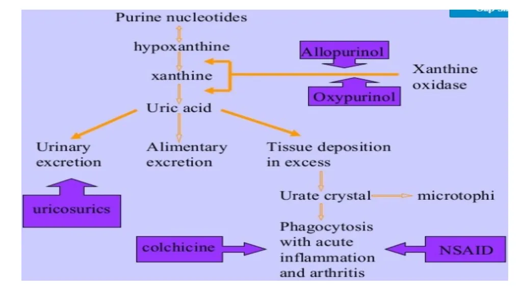 GOUT Unit:3 Dr. Anil Kumar (Medicine) Asst. - slide 7 of 8