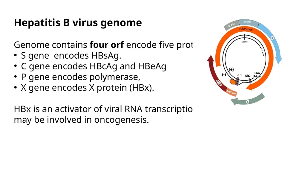 Hepatitis viruses Learning objectives: Identify - slide 16 of 31