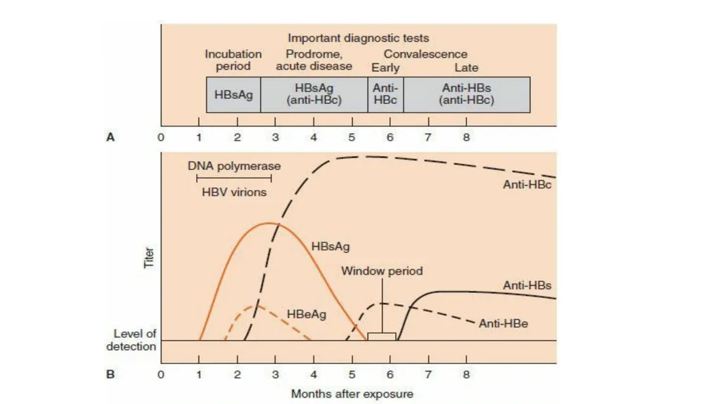 Hepatitis viruses Learning objectives: Identify - slide 27 of 31